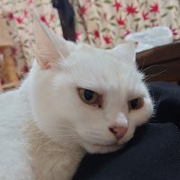 ryosei
